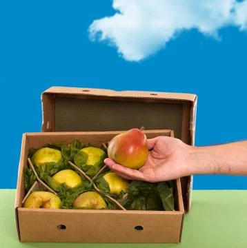 Freshly picked Williams (Bartlett) pears in box Stock Photos