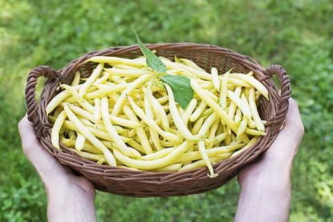 Freshly picked of Yellow string beans Stock Photos