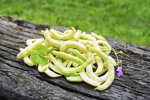Freshly picked yellow String beans Stock Photos