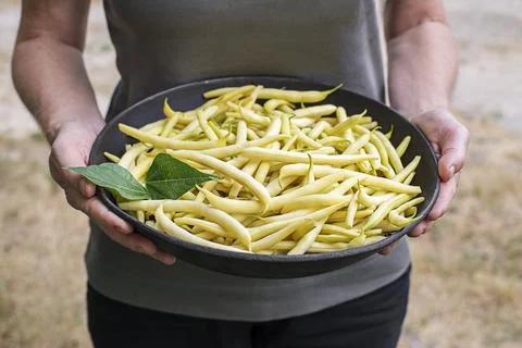 Freshly picked Yellow string beans from home garden 写真素材