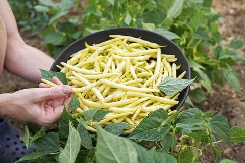 Freshly picked Yellow string beans from home garden 写真素材