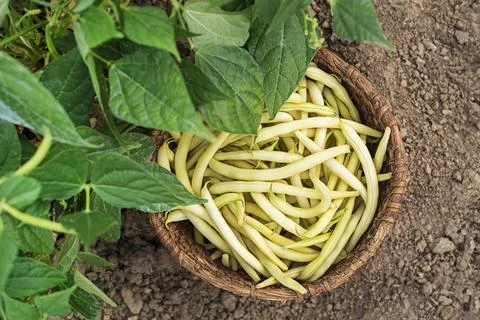 Freshly picked Yellow string beans from home garden Stock Photos