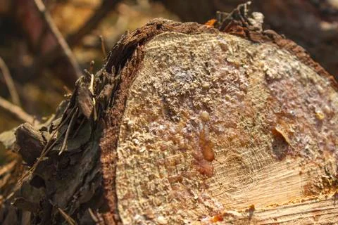 Freshly pine cut tree in the forest with resin Stock Photos