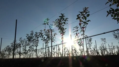 Freshly-planted apple trees in an intensive apple orchard Stock Footage 82415454