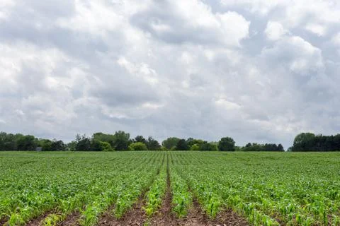 Freshly Planted Corn Rows Lead to Dramatic Sky and Copy Space Stock Photos