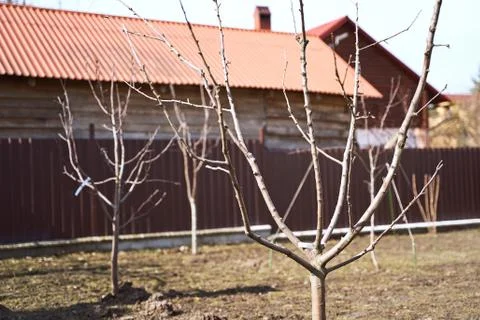 Freshly planted leafless young fruit trees in an early spring garden Stock Photos