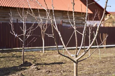 Freshly planted leafless young fruit trees in an early spring garden Stock Photos