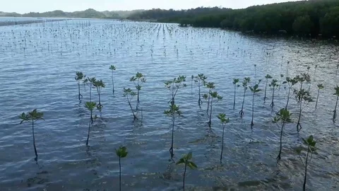 Freshly planted mangrove plants planted on a reservoir Stock Footage