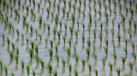 Freshly planted rice field Stock Footage 10720798