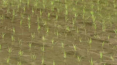 Freshly Planted Rice Video stock 154355896