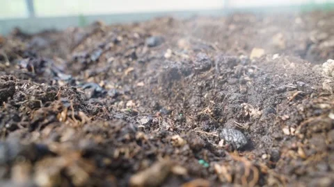Freshly planted seeds are sprayed with water before being covered with soil. Stock Footage 306714736