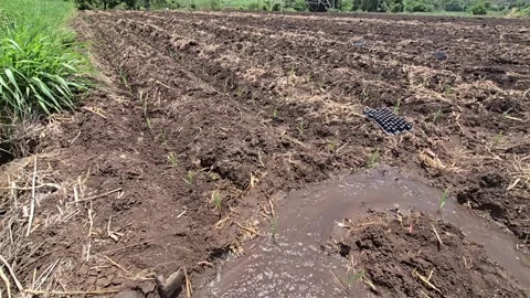 Freshly planted sugarcane crop rows receiving flooded water from a central pumpi Video stock 337055377