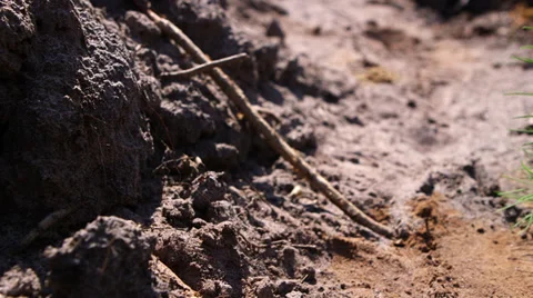 Freshly planted tree seedling Video stock 34328993