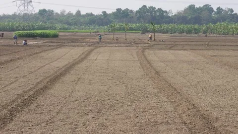 Freshly plowed field Video stock 333988503