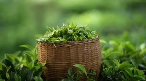 Freshly Plucked Tea for Processing of Green Tea (3) Vidéo 47087008