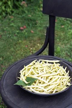 Freshly plucked yellow string beans Stock Photos