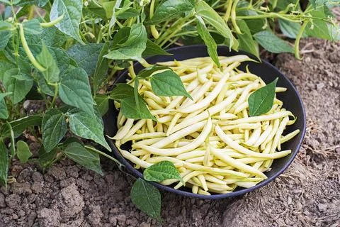 Freshly plucked yellow string beans in the garden Stock Photos