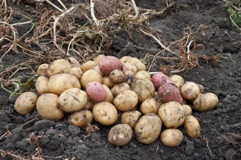 Freshly potatoes Stock Photos