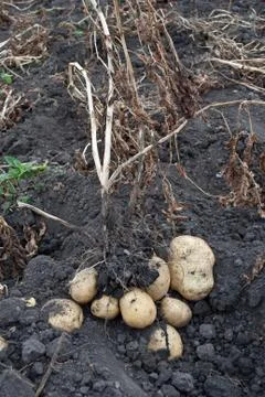 Freshly potatoes Stock Photos