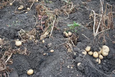 Freshly potatoes Stock Photos