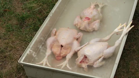 Freshly processed broilers or chickens soaking in the water before final washing Stock-Footage 250945247