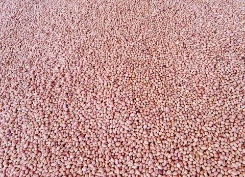 Freshly processed raw peanuts, stacked and ready for sale Stock Photos