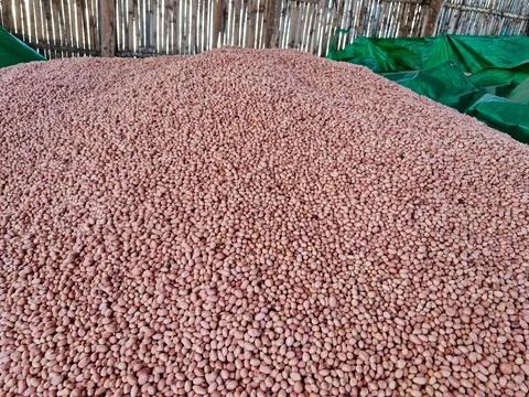 Freshly processed raw peanuts, stacked and ready for sale Stock Photos