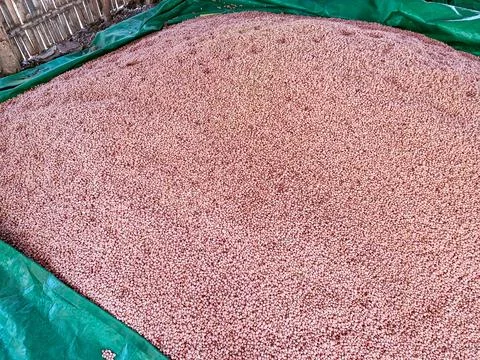 Freshly processed raw peanuts, stacked and ready for sale Stock Photos