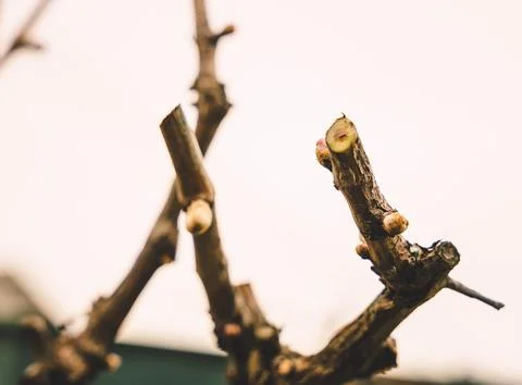 Freshly pruned vine Stock Photos