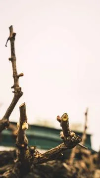 Freshly pruned vine Stock Photos