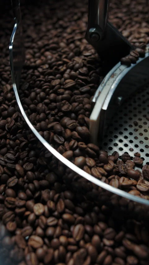 Freshly roasted coffee beans in cooling drum Stock Footage 310543640