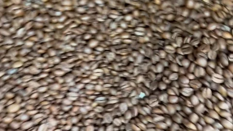 Freshly roasted coffee beans cooling inside an industrial coffee roasting drum Stock Footage 324788475