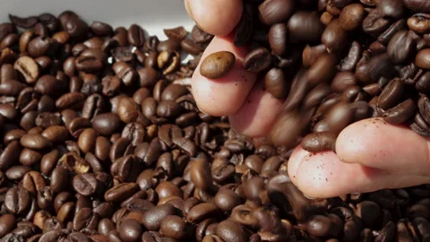 Freshly roasted coffee beans falling from pack,woman hands, on table Vídeos de archivo 201524051