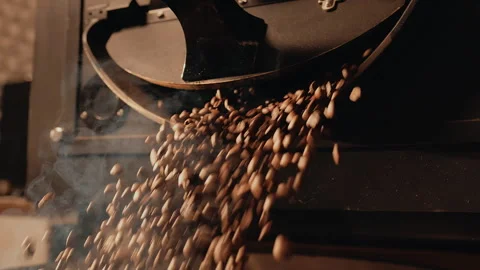 Freshly roasted hot coffee beans fall out of roasting coffee machine. Coffee Stock Footage 259631382