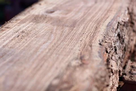 Freshly sawed flat surface on a tree trunk Foto stock