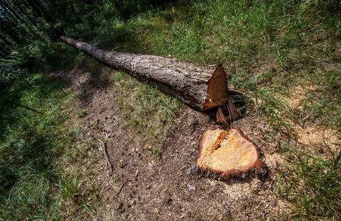 Freshly sawn tree in the forest. the problem of illegal deforestation Stock Photos