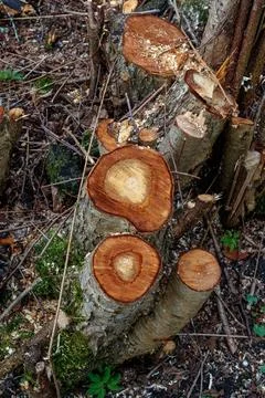 Freshly sawn tree trunks with chips and orange stumps Stock Photos