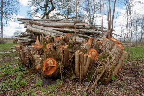 Freshly sawn tree trunks with chips and orange stumps. Stock Photos