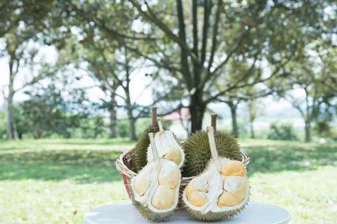 Freshly Split Du Fruit Showing Creamy Yellow Flesh in a Wicker Basket  The .. Foto stock