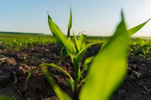 Freshly sprouted corn plants thrive in a rural farming field, showcasing th.. Stock Photos