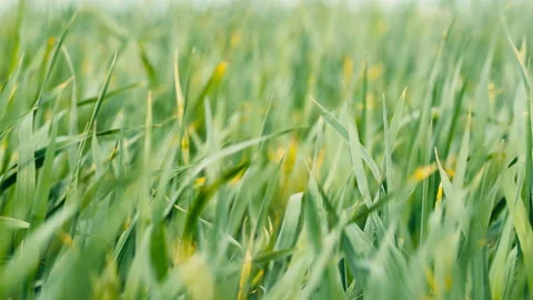 Freshly sprouted wheat leaves in the wind Stock Footage 182077604