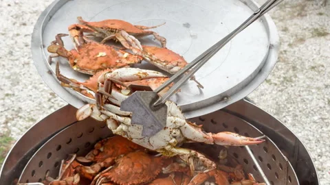 Freshly steamed crabs are removed from the steam pot 動画素材 344907258
