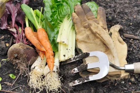 Freshly vegetables Stock Photos