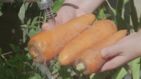Freshly Washed and Cleaned, These Delicious Carrots Are Ready to Enjoy Straight Stock Footage 282593901