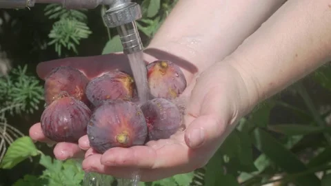 Freshly Washed Figs Held in Hands as They Are Being Rinsed Under a Refreshing Stock Footage 281830894