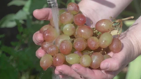 Freshly Washed Grapes Held in Hands, Placed Under Running Water for Cleaning Stockbeeldmateriaal 280779000