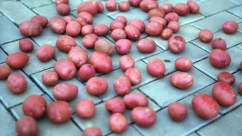Freshly Washed Potatoes Drying on Tile Floor before Winter Storage Video stock 97470515