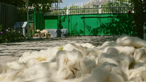 Freshly Washed Sheep Wool Drying in Sunny Moldovan Courtyard, Dog in Background Stock Footage 319658906
