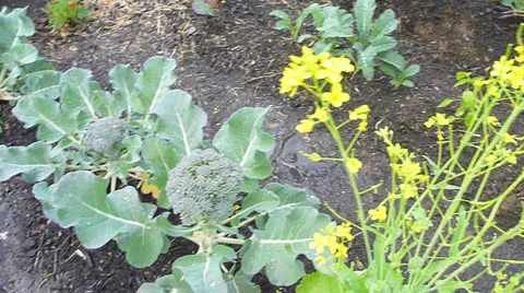 Freshly Watered Garden Vegetables Stock Footage 24581885