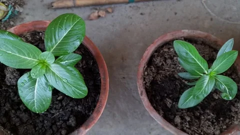 Freshly watered plants in a pot with use of selective focus. Stock Footage 154307698